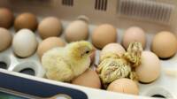 Day Old Chicks in Kampala, Uganda - Layer, Kuroiler and Broiler Day Old Chicks